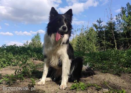 Szczeniak BORDER COLLIE z prof.  Hodowli,  Pies z pełną dok.