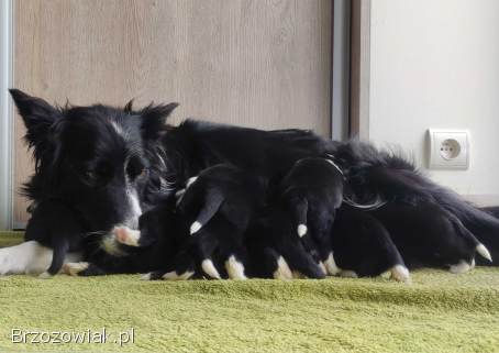 Szczeniak BORDER COLLIE z prof.  Hodowli,  Pies z pełną dok.