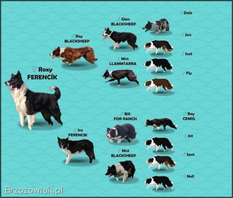 Szczeniak BORDER COLLIE z prof.  Hodowli,  Pies z pełną dok.