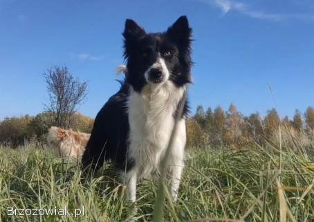 Szczeniak BORDER COLLIE z prof.  Hodowli,  Pies z pełną dok.