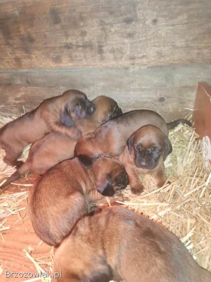 Posokowiec bawarski szczenięta