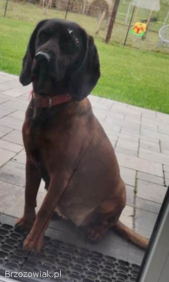 Posokowiec bawarski szczenięta