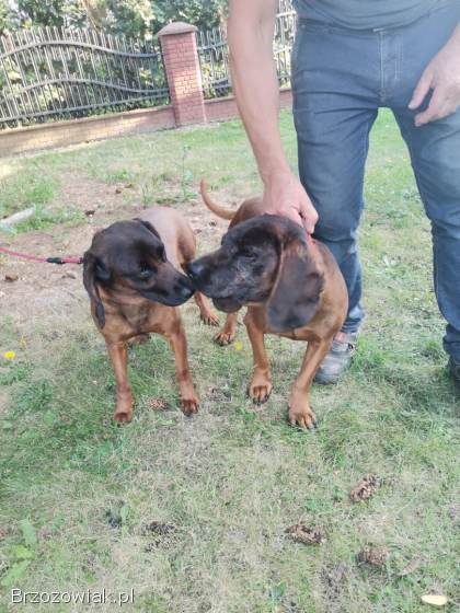 Posokowiec bawarski szczenięta