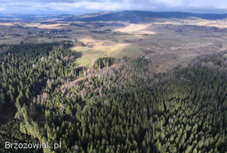 Sprzedam działkę -  Lipie