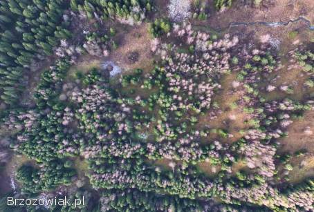 Sprzedam działkę -  Lipie