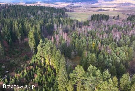 Sprzedam działkę -  Lipie