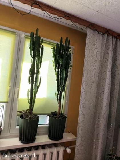 Sprzedam kaktusy 🌵