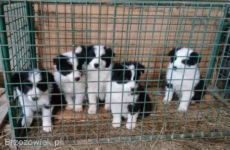 Sprzedam szczeniaki Border Collie