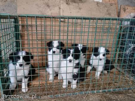 Sprzedam szczeniaki Border Collie