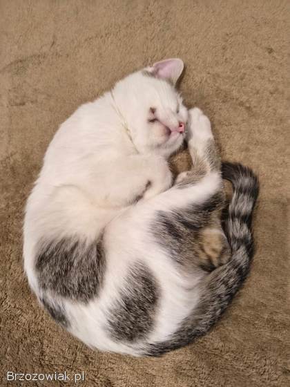 Olinek -  słodki 4 miesięczny kociak do pokochania