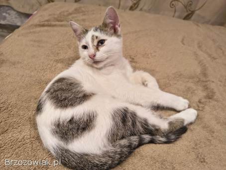 Olinek -  słodki 4 miesięczny kociak do pokochania