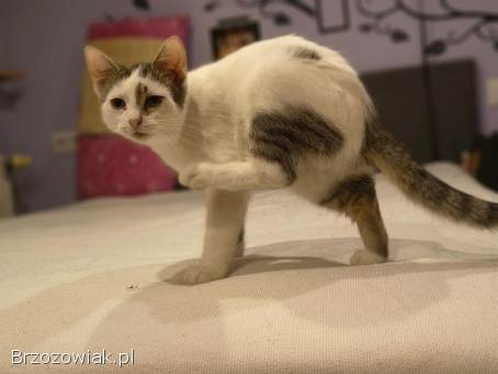 Olinek -  słodki 4 miesięczny kociak do pokochania