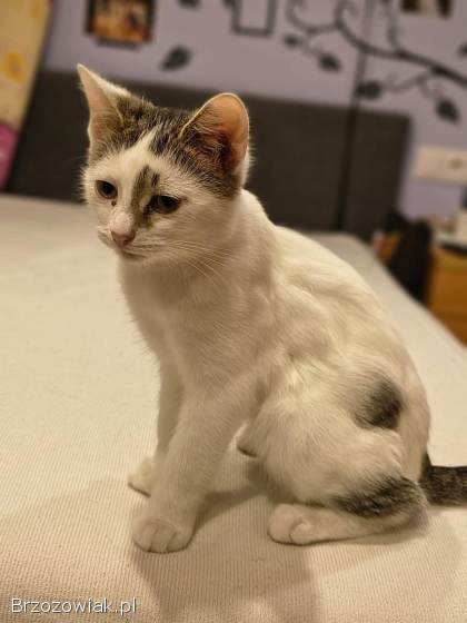 Olinek -  słodki 4 miesięczny kociak do pokochania