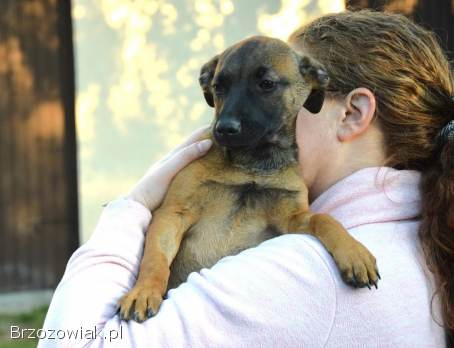 5 miesięczna Tina szczeniak szuka domu!