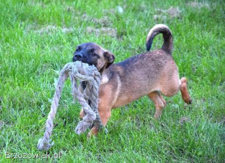 5 miesięczna Tina szczeniak szuka domu!