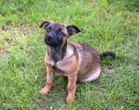 5 miesięczna Tina szczeniak szuka domu!