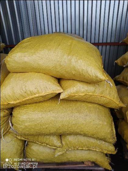 GROSZEK WORKOWANY STW BRZOZÓW