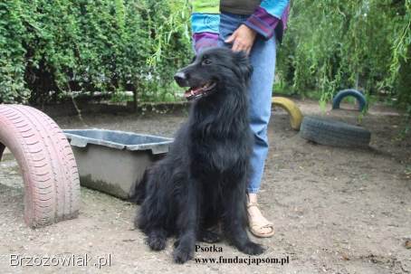 Psotka – młoda,  energiczna i wierna jak owczarek!