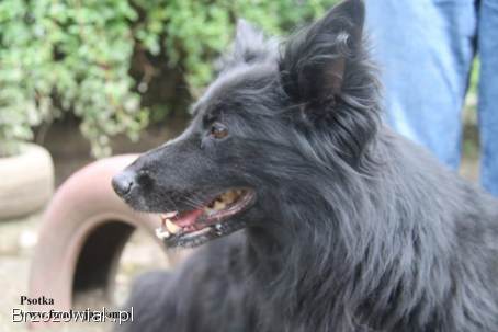 Psotka – młoda,  energiczna i wierna jak owczarek!