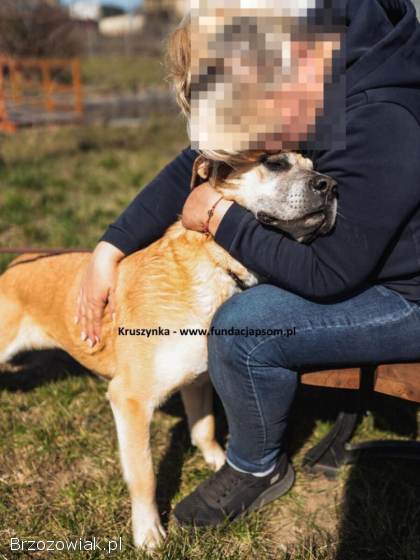 Kruszynka – dzielna,  kochana sunia szuka swojego domu!