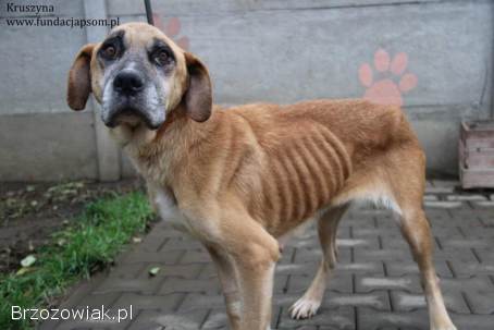 Kruszynka – dzielna,  kochana sunia szuka swojego domu!