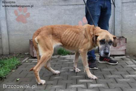 Kruszynka – dzielna,  kochana sunia szuka swojego domu!