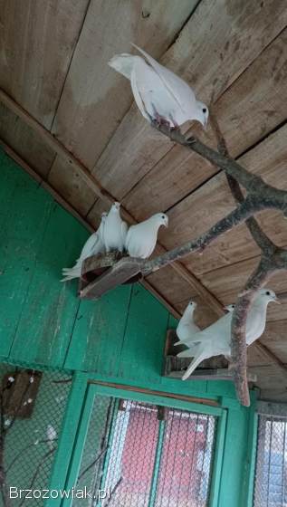 Gołębie pocztowe białe