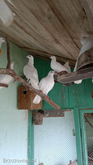 Gołębie pocztowe białe