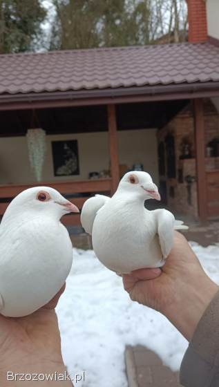 Gołębie pocztowe białe