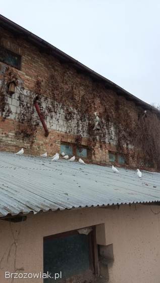 Gołębie pocztowe białe