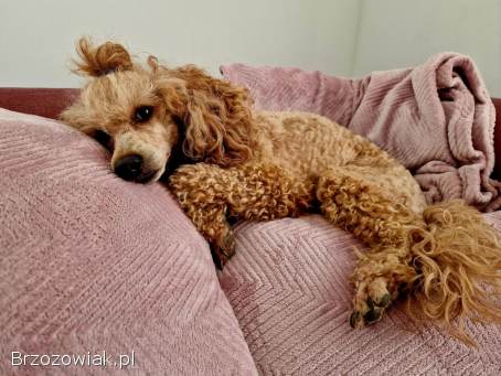 Pudel RED FCI reproduktor