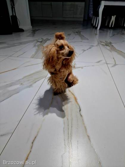 Pudel RED FCI reproduktor