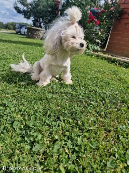 Rasowa suczka maltanczyk Xxs 2kg Mia