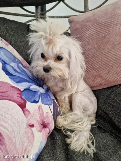 Rasowa suczka maltanczyk Xxs 2kg Mia