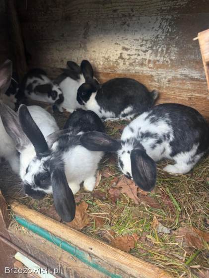 Króliki rasy mieszanej