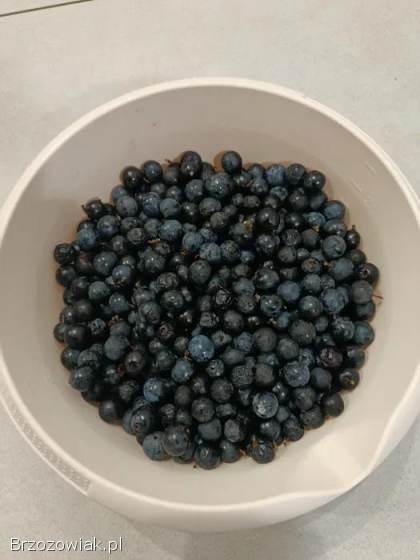 Śliwa tarnina owoce po przymrozkach wysyłka