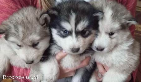 Sprzedam pieski malamut i husky