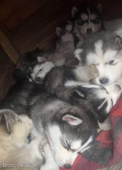 Sprzedam pieski malamut i husky