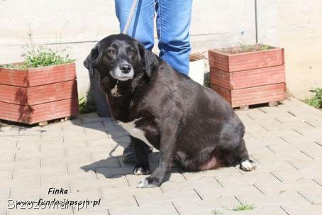 Od szczeniaka w schronisku,  uratuj Finkę!