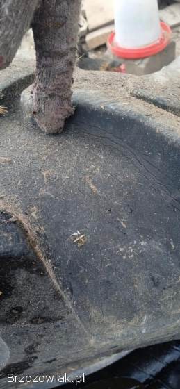 Opony 12.  4-24 mitas