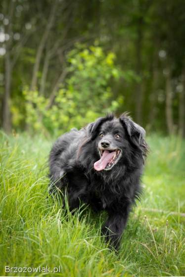 Piękny Leopold,  uratuj go zza krat!