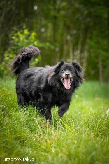 Piękny Leopold,  uratuj go zza krat!