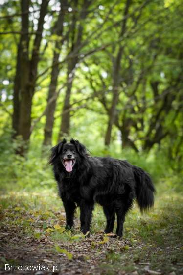 Piękny Leopold,  uratuj go zza krat!