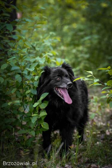 Piękny Leopold,  uratuj go zza krat!