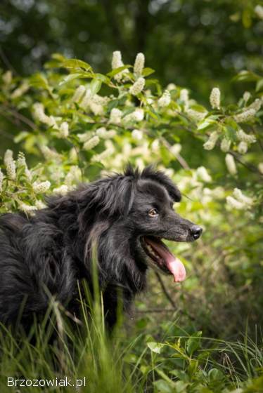 Piękny Leopold,  uratuj go zza krat!