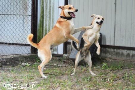 Daj Bryziowi szansę… On odda Ci całą miłość,  jaką ma
