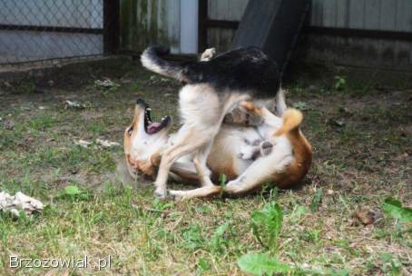 Daj Bryziowi szansę… On odda Ci całą miłość,  jaką ma