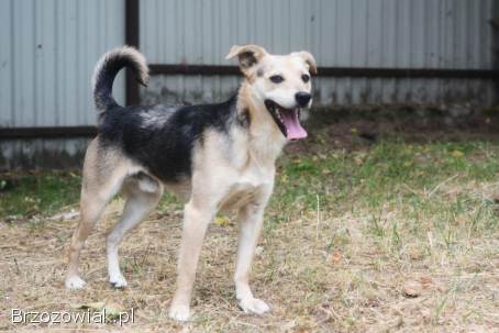 Daj Bryziowi szansę… On odda Ci całą miłość,  jaką ma