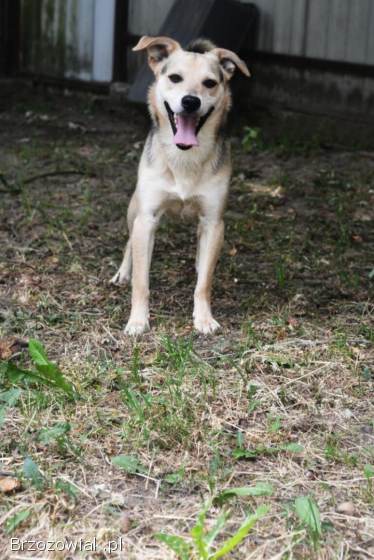 Daj Bryziowi szansę… On odda Ci całą miłość,  jaką ma