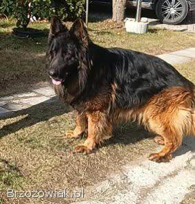 Szczeniaki owczarka niemieckiego długowłosy